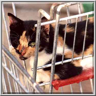 A one eye cat in a junk cart at Nili St. in ...[4 words]... the Middle East, September 27, 2001