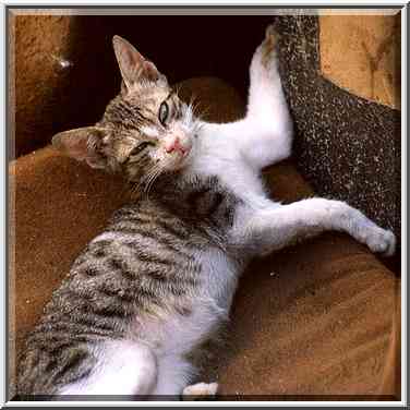 A cat resting in a junk chair at Nili St. in ...[4 words]... the Middle East, October 2, 2001