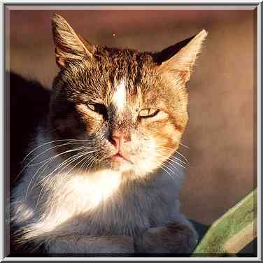 A cat warming over a dumpster at Ruthenberg St. ...[5 words]... the Middle East, October 2, 2001