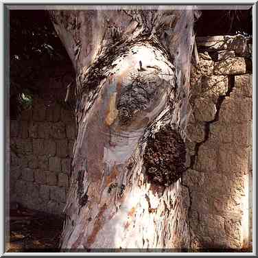 Eucalyptus in Atlit. The Middle East, October 3, 2001