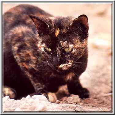 A cat in eastern Shekhuna Dalet neighborhood. Beer-Sheva, the Middle East, October 8, 2001