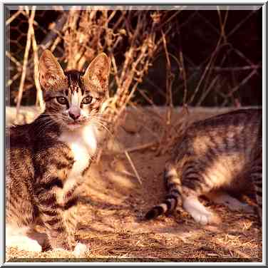 Cats in Shekhuna Dalet neighborhood. Beer-Sheva, the Middle East, October 8, 2001