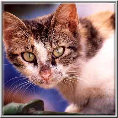 A spotted cat in Shekhuna Dalet neighborhood. Beer-Sheva, the Middle East, October 8, 2001