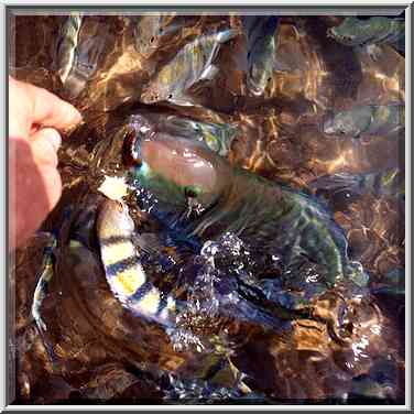 Feeding parrot fish in Red Sea near Coral Beach. Eilat, the Middle East, October 13, 2001