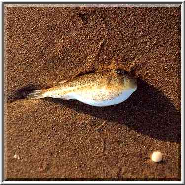 A fish on Red Sea beach. Eilat, the Middle East, October 13, 2001