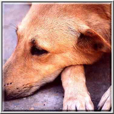 A stray dig sleeping near a hotel. Eilat, the Middle East, October 13, 2001