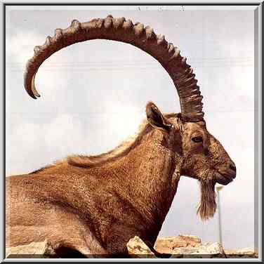 An ibex near Camel Hill in Mitzpe Ramon. The Middle East, October 18, 2001