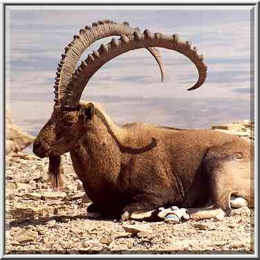 An ibex near Camel Hill in Mitzpe Ramon, with ...[4 words]... The Middle East, October 18, 2001