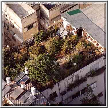 A garden on a roof of a house just to the north, ...[13 words]... Aviv, the Middle East, October 25, 2001